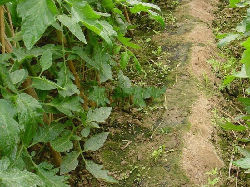 土壤肥料養(yǎng)分速測儀提升農(nóng)作物收益 土壤肥料養(yǎng)分速測儀提升農(nóng)作物收益