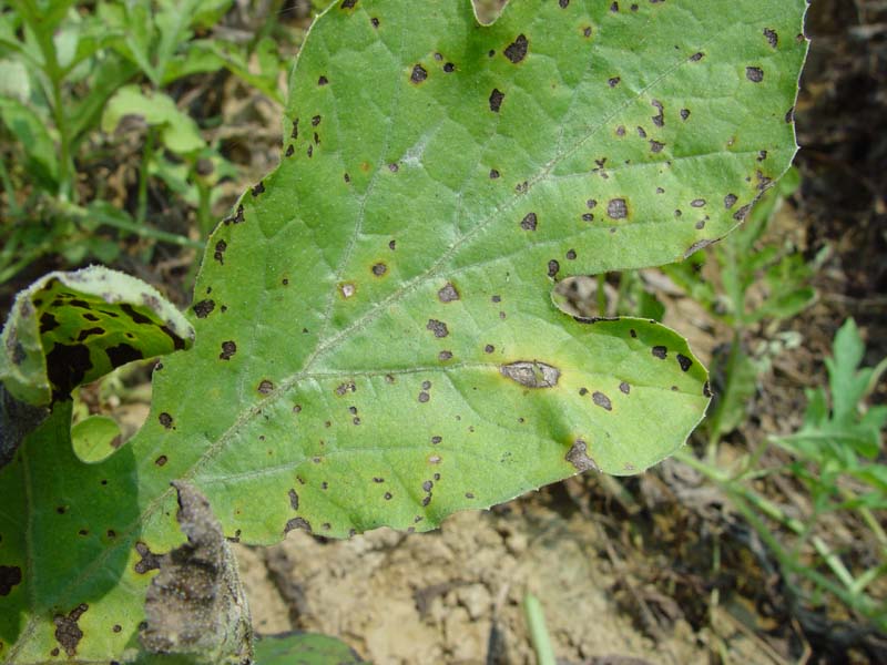 農作物病害檢測儀可判斷植物病害 農作物病害檢測儀可判斷植物病害