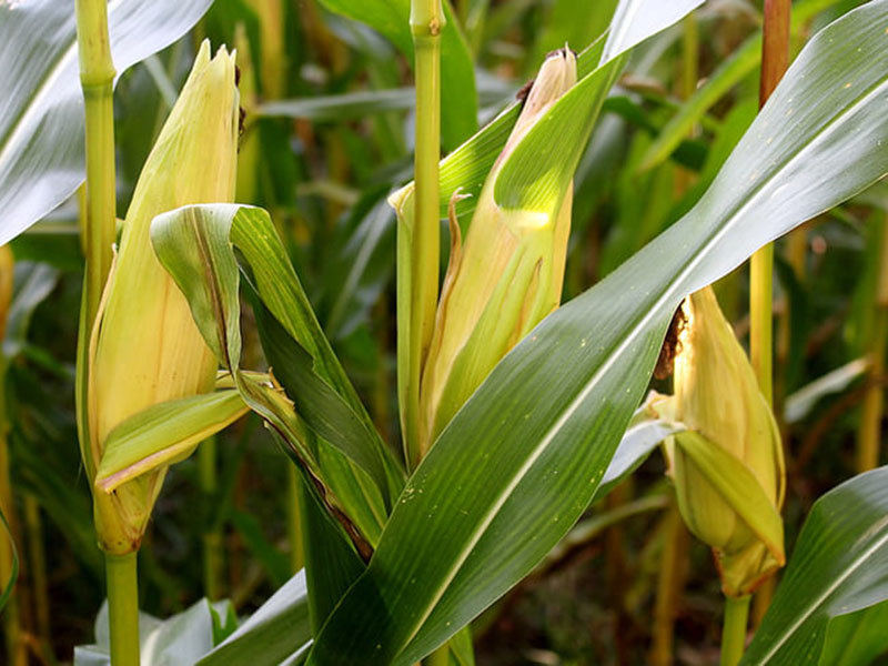 農(nóng)作物病毒檢測儀診斷玉米病害 農(nóng)作物病毒檢測儀診斷玉米病害