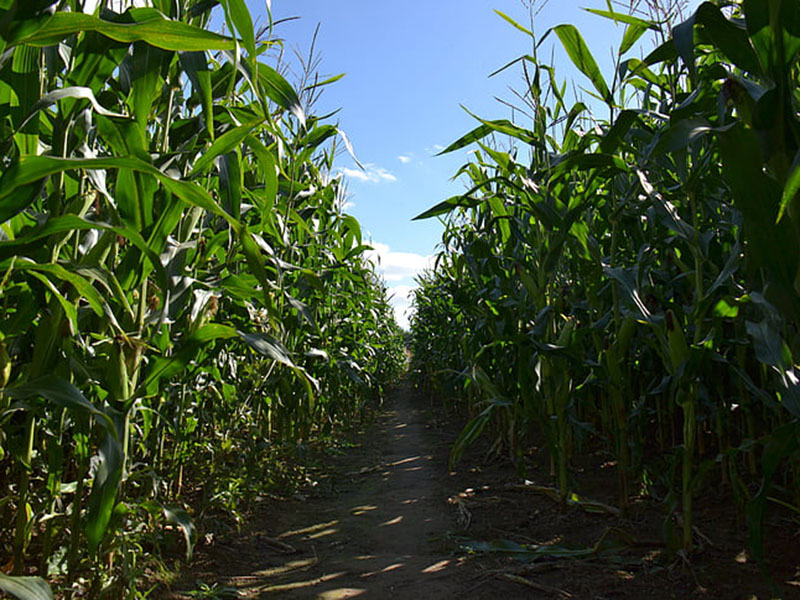 手持氣象綜合觀測儀可觀測哪些氣象要素 手持氣象綜合觀測儀可觀測哪些氣象要素