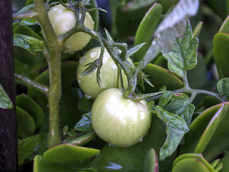 如果農作物缺少氮肥會有什么影響 如果農作物缺少氮肥會有什么影響