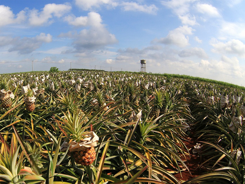 改善土壤肥力的措施 改善土壤肥力的措施