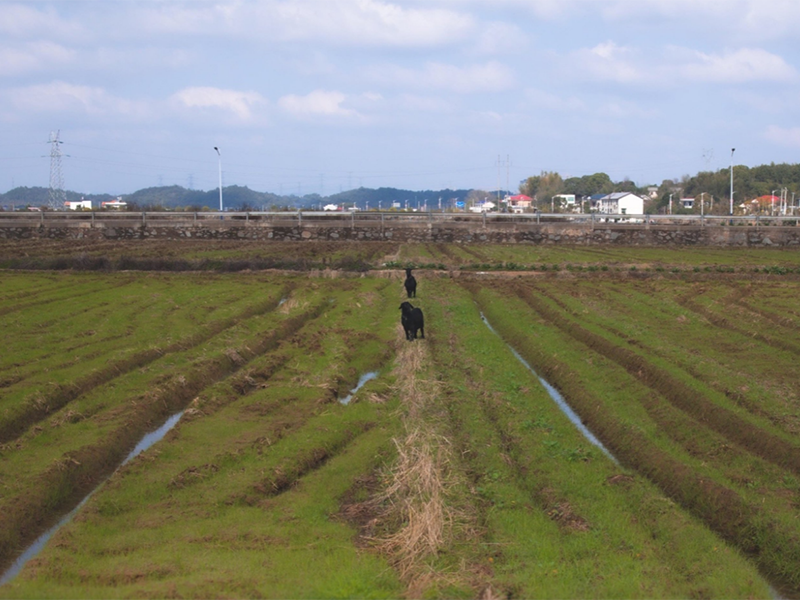 土壤鹽分速測儀作用 土壤鹽分速測儀作用