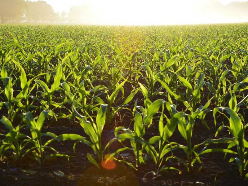 土壤氧化還原電位儀怎么用