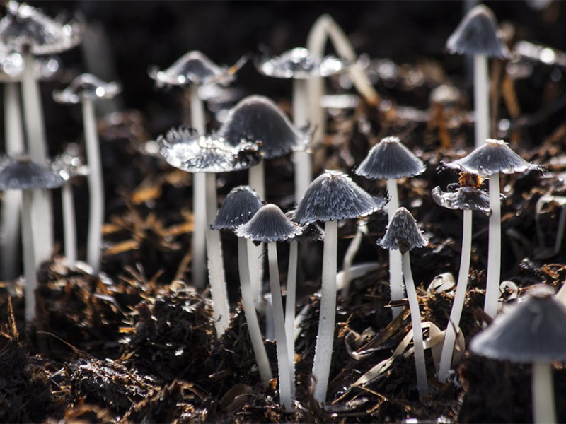 土壤水分與土壤濕度的區(qū)別