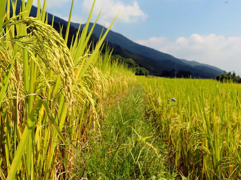 土壤養(yǎng)分速測(cè)儀 土壤養(yǎng)分速測(cè)儀