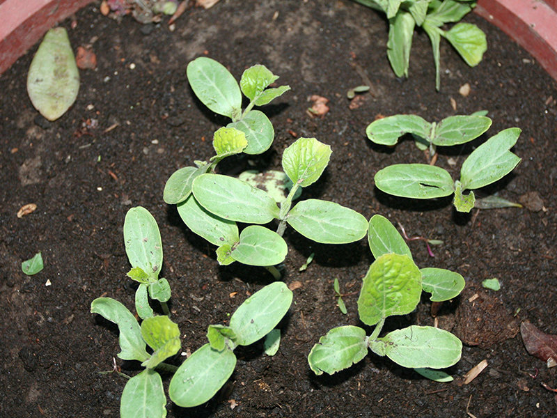 土壤肥力檢測儀 土壤肥力檢測儀