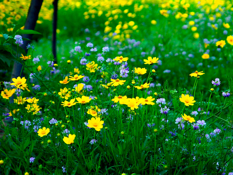 澆花的時間對植物根系很重要 澆花的時間對植物根系很重要