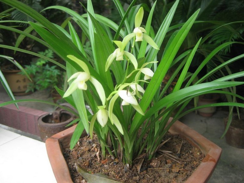 蘭花的日常澆水量是多少 蘭花的日常澆水量是多少