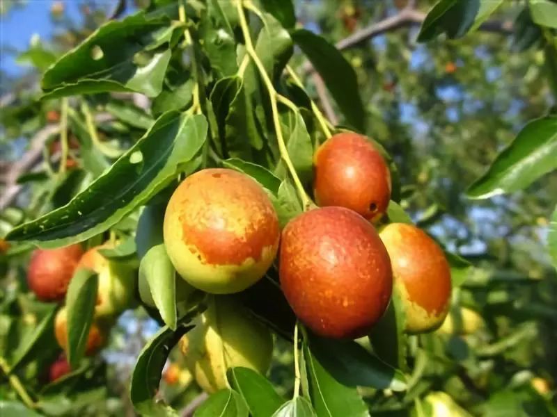 棗樹的種植，土壤和水分很重要