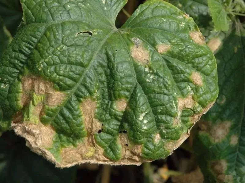 怎么分析確定農作物病害的種類 怎么分析確定農作物病害的種類