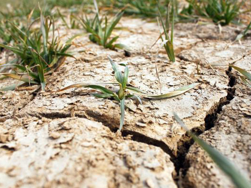 土壤中的有機質可以促進作物的生長發育 土壤中的有機質可以促進作物的生長發育